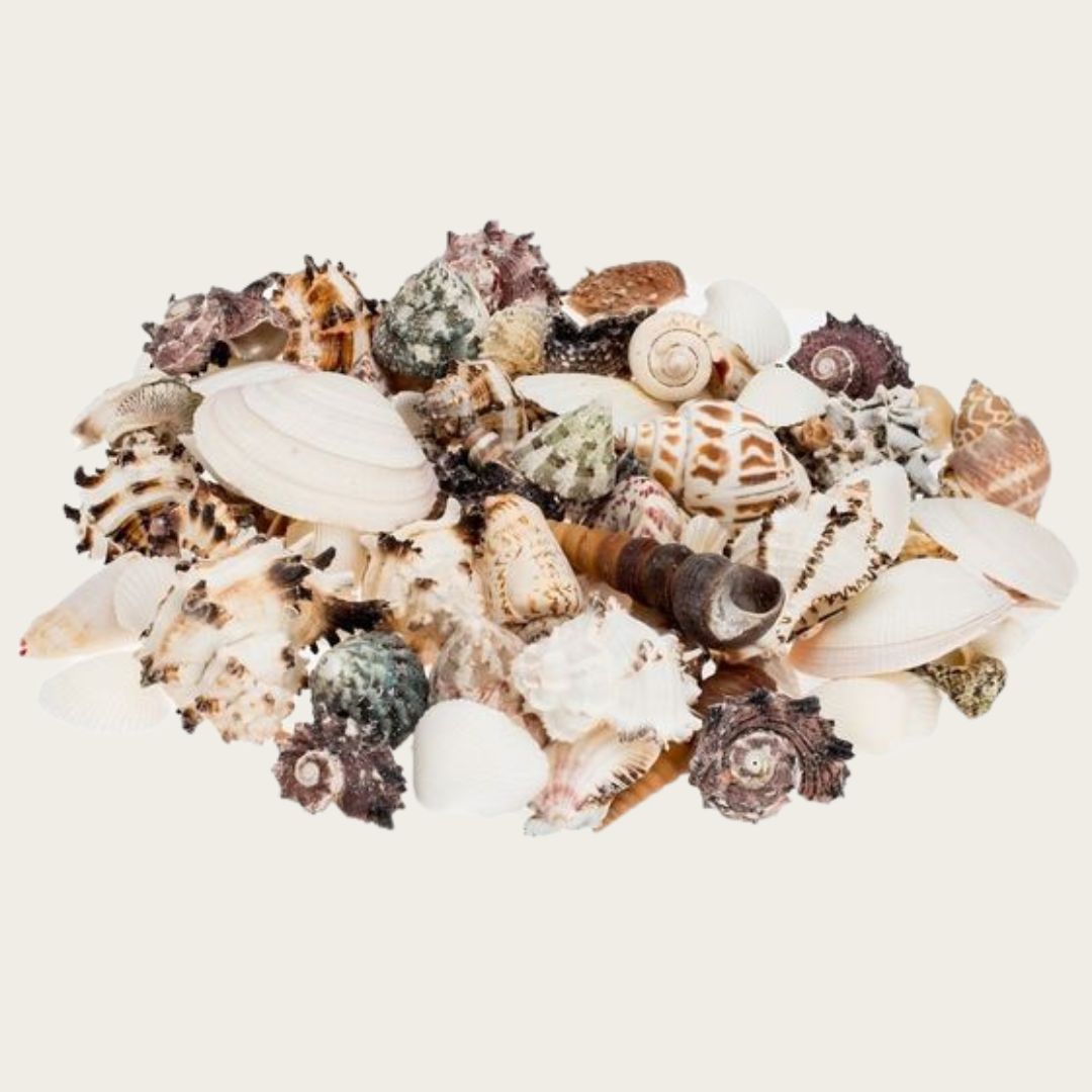 Muscheln & Schnecken
