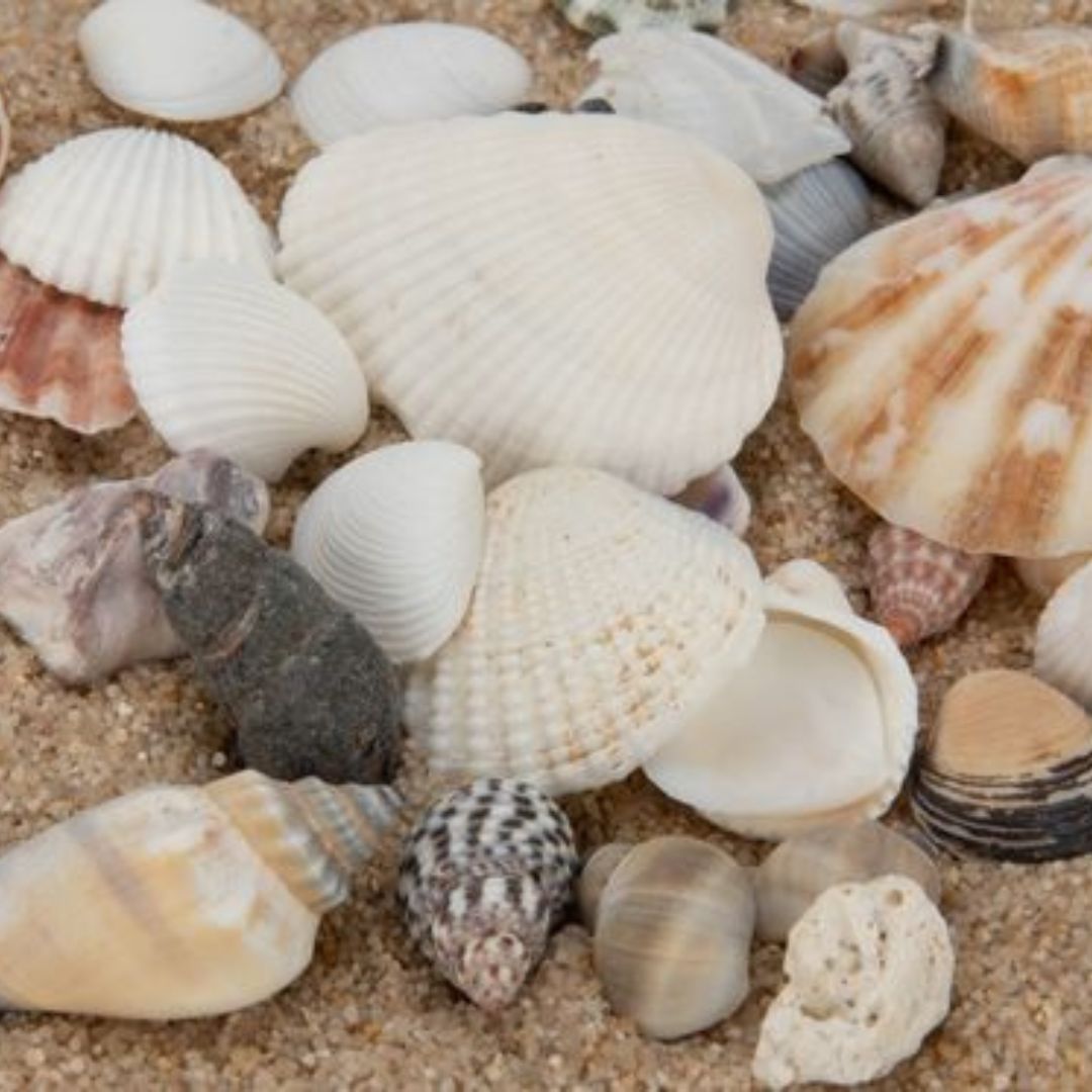 Muscheln & Schnecken