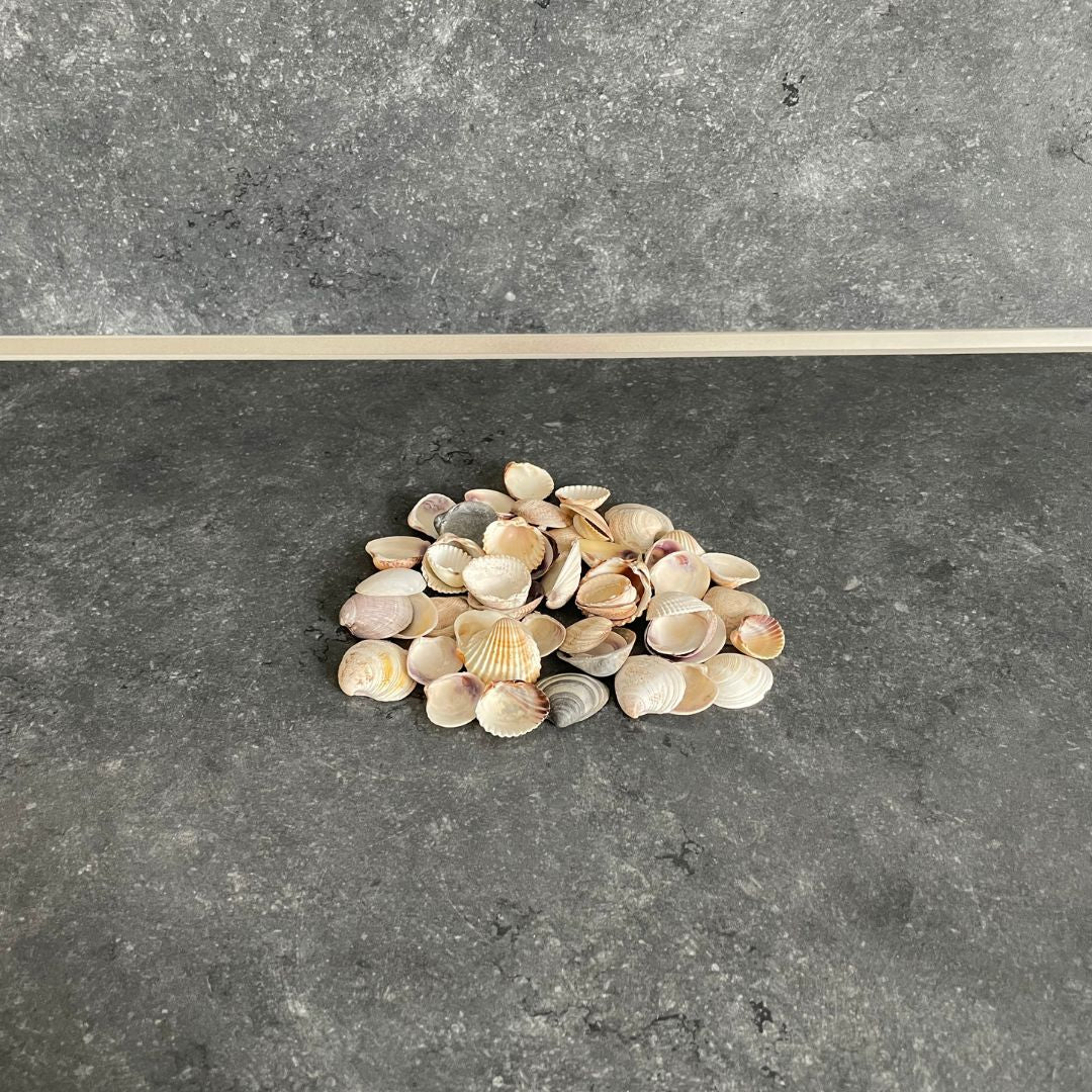 Muscheln & Schnecken