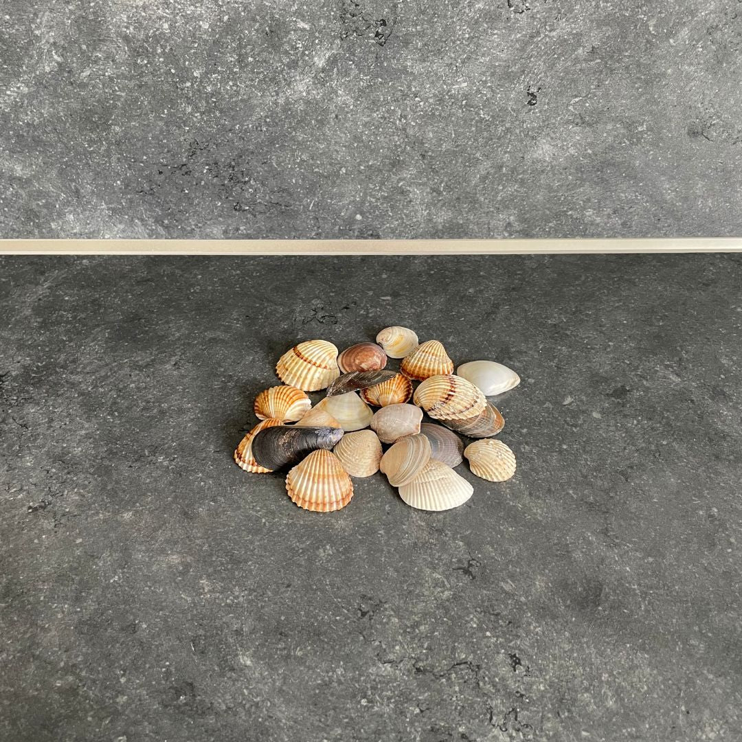 Muscheln & Schnecken