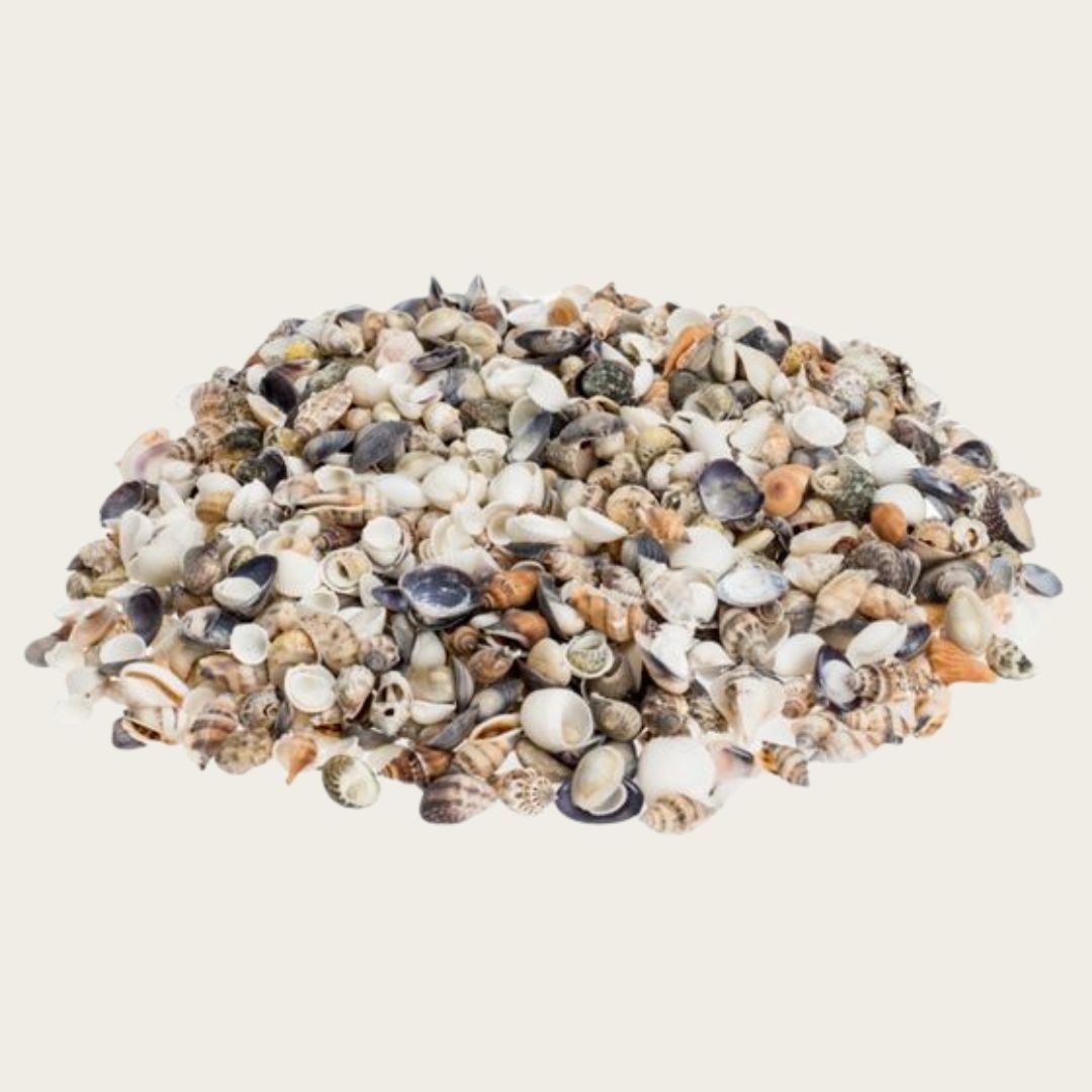 Muscheln & Schnecken