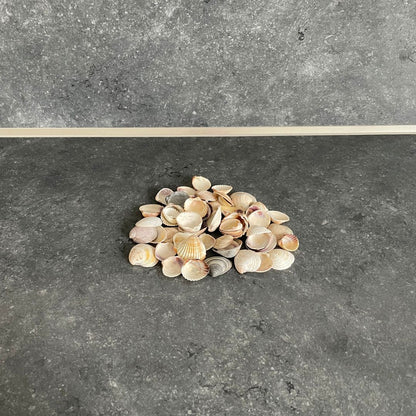 Muscheln & Schnecken
