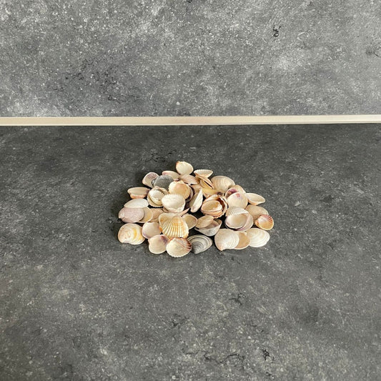Muscheln & Schnecken