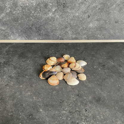 Muscheln & Schnecken