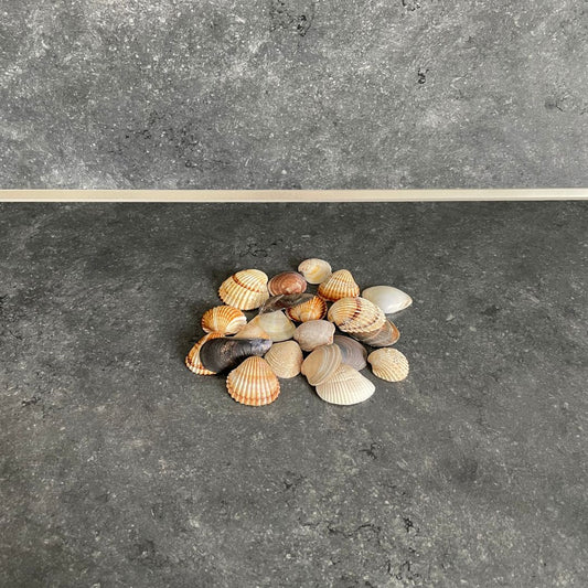 Muscheln & Schnecken
