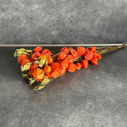 Physalis am Zweig