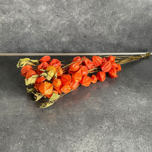 Physalis am Zweig